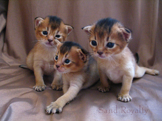 2 недели Котята абиссинские Sand Royalty