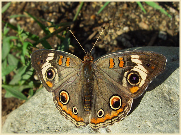 Аргус Buckeye Butterfly Junonia Coenia