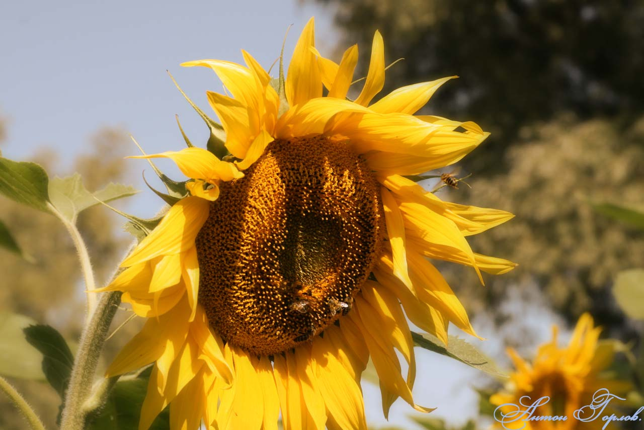 SunFlower 
