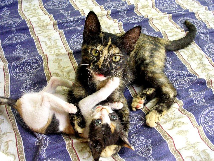 А ты не смотри, а то тоже получишь! две кошки