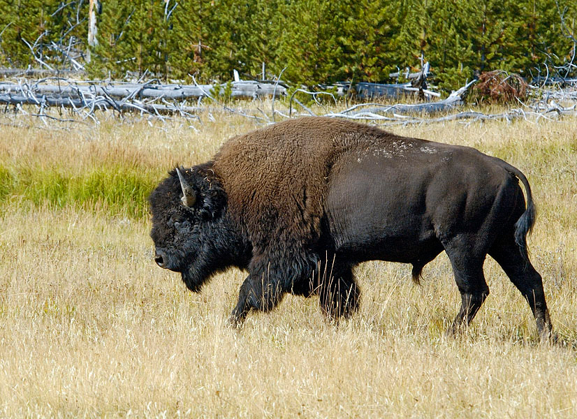 Пофигист Бизон, Bison bison, Йелоустонский национальный парк, Yellowstone National Park, Bison