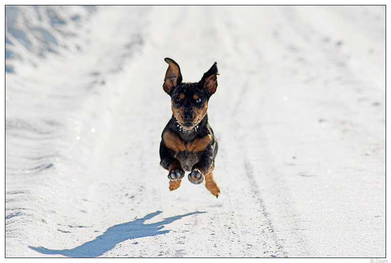 Superdog 