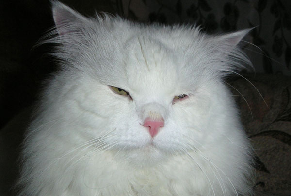  я сегодня пьян слегка... кот