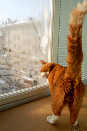 утро рыжего кота кот утро кошка