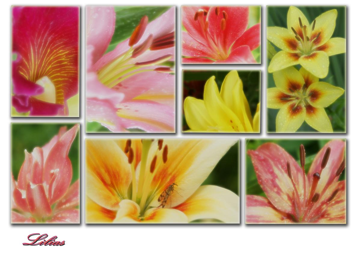 Lilias 