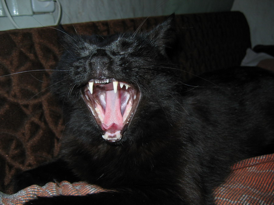 Black Panther 