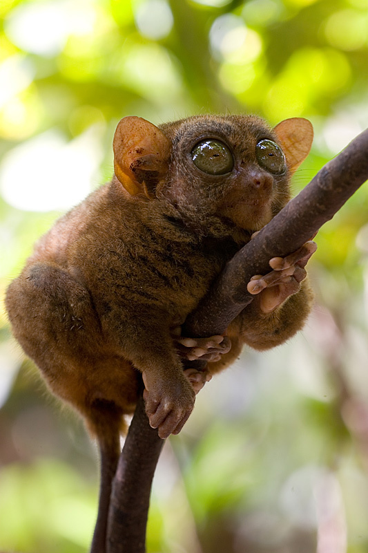 Филиппины_5 (Тарсьер, Tarsius Syrichta) Филиппины, Тарсьер, Tarsius Syrichta