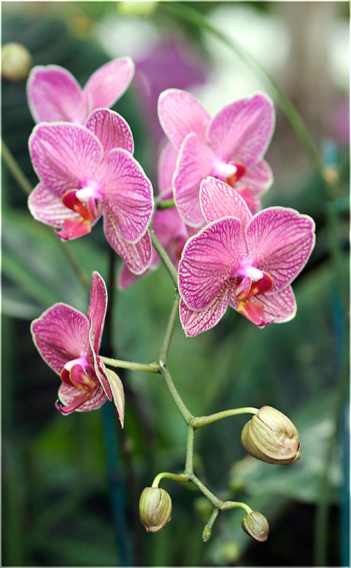 Orchid орхидеи в саду