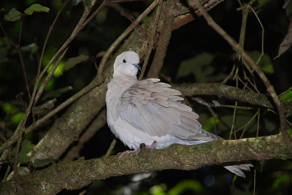 Barbary Dove голубь, птицы