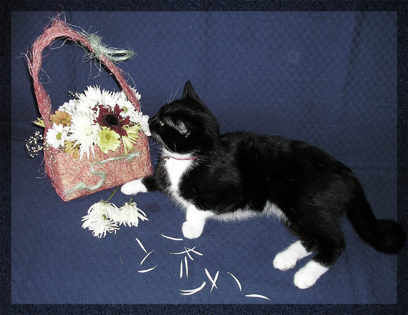 кошка и цветы 