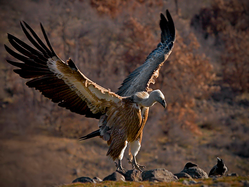 Масштабы Сип белоголовый (Gyps Fulvus), Серая ворона (Corvus cornix)