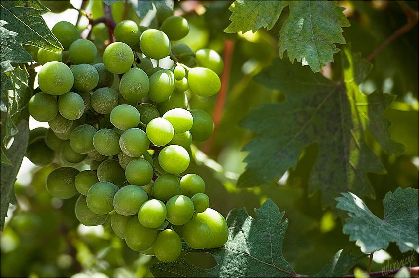 зреет критский виноград grapes, crete