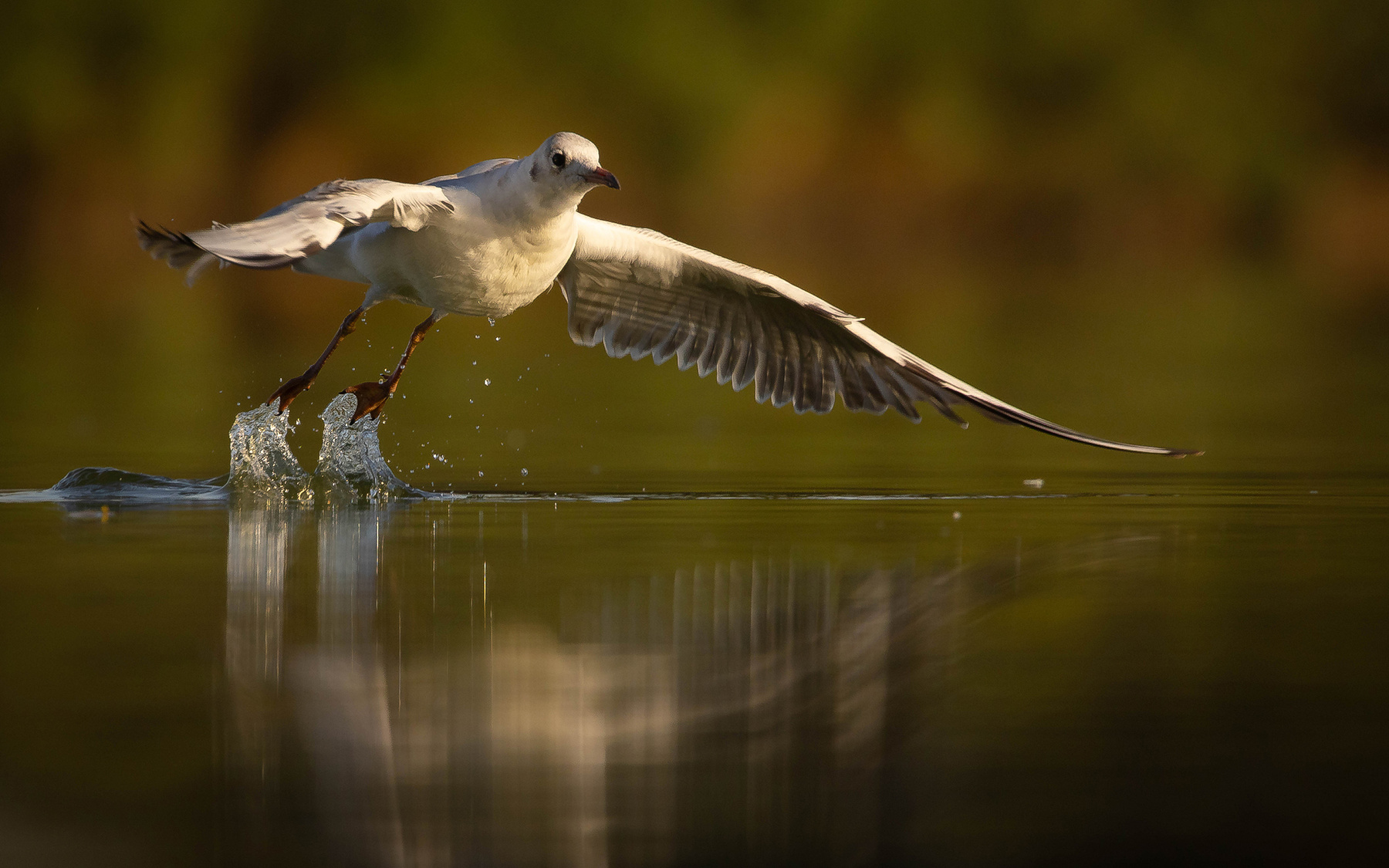 Gulls 