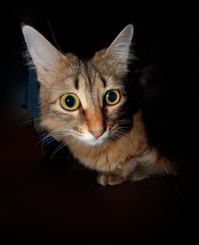 Котомышь 2 