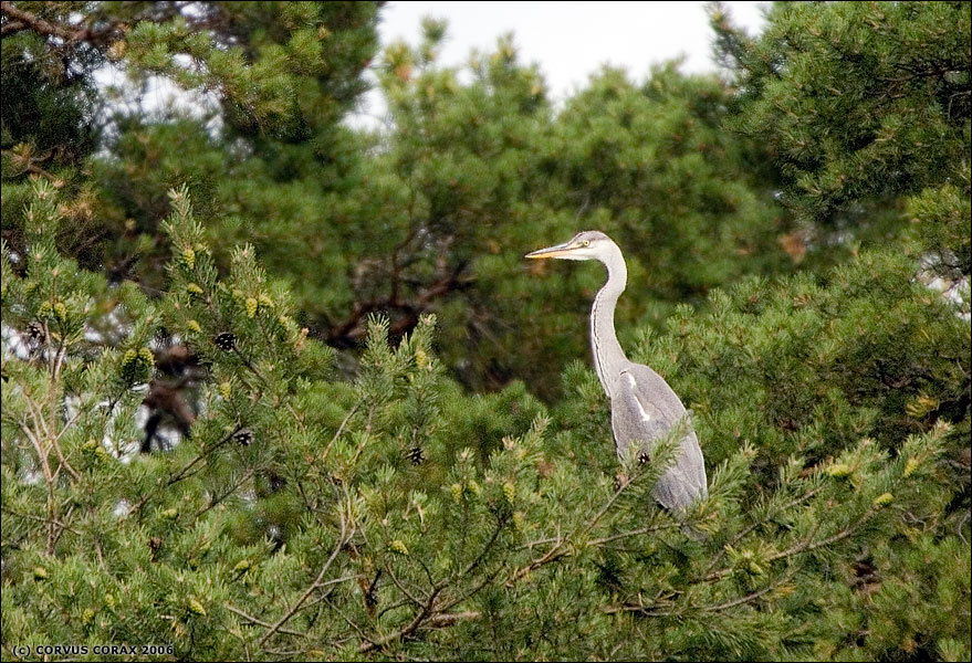 Почти японский мотив Серая цапля Ardea cinerea