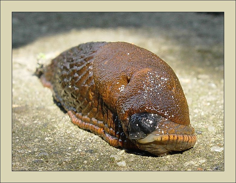 Alien alien слизняк макро