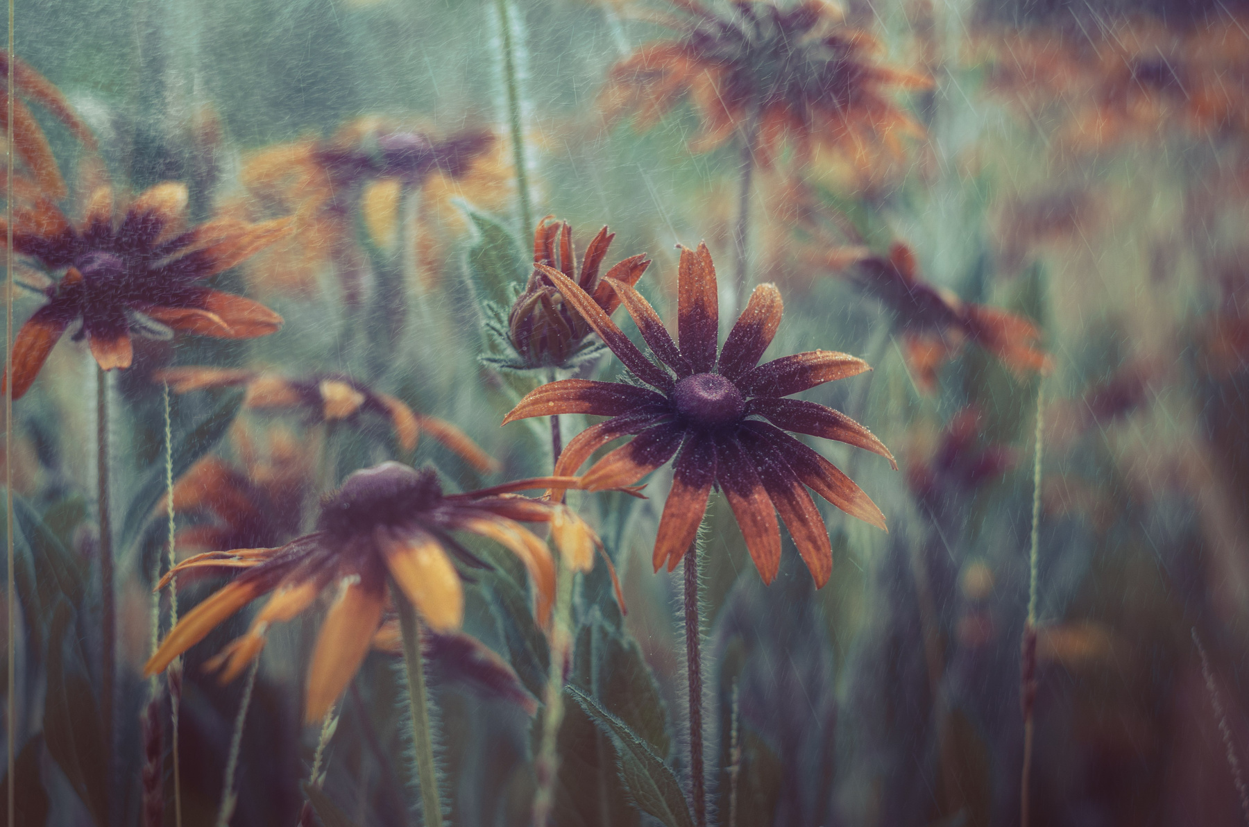 Рудбекия под дождем 