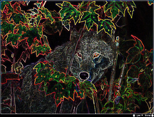 asid wolf wolf, волк