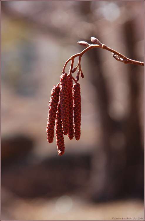 Поют о чем-то на ветру ольховые сережки... *  The alder sings about something on a wind... роща реликтовая черная ольха сережки весна