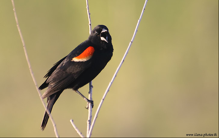 КРАСАВЧЕГ. Red-winged Blackbird.