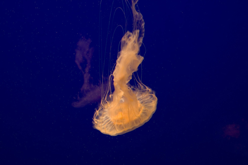 JellyFish jellyfish