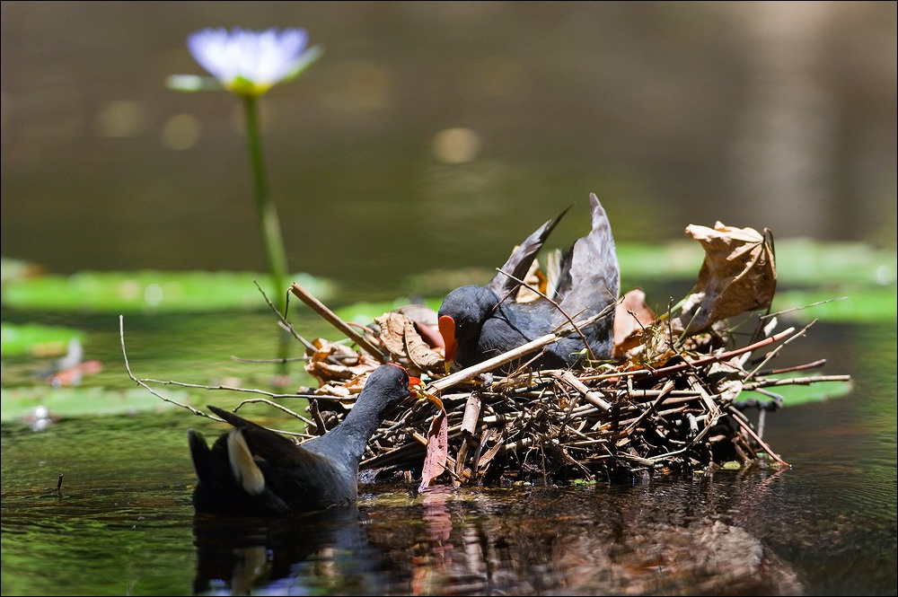 Хлопоты по дому. purple swamphen султанка гнездо пруд