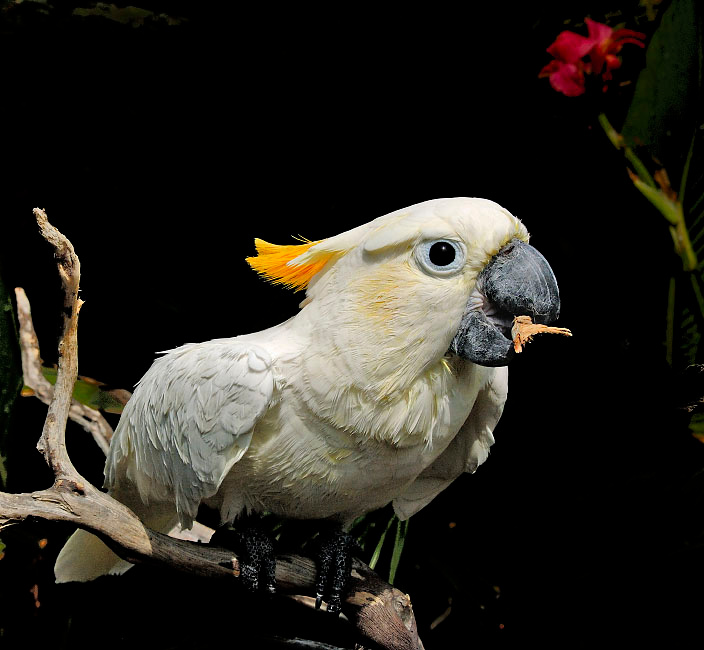 Разрушитель Большой желтохохлый какаду, Cacatua galetita, Sulphur-created Cockatoo
