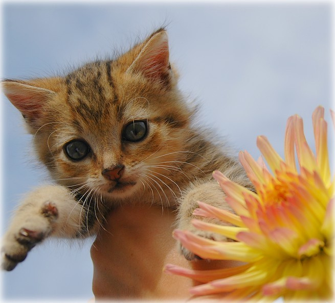 Виски котенок