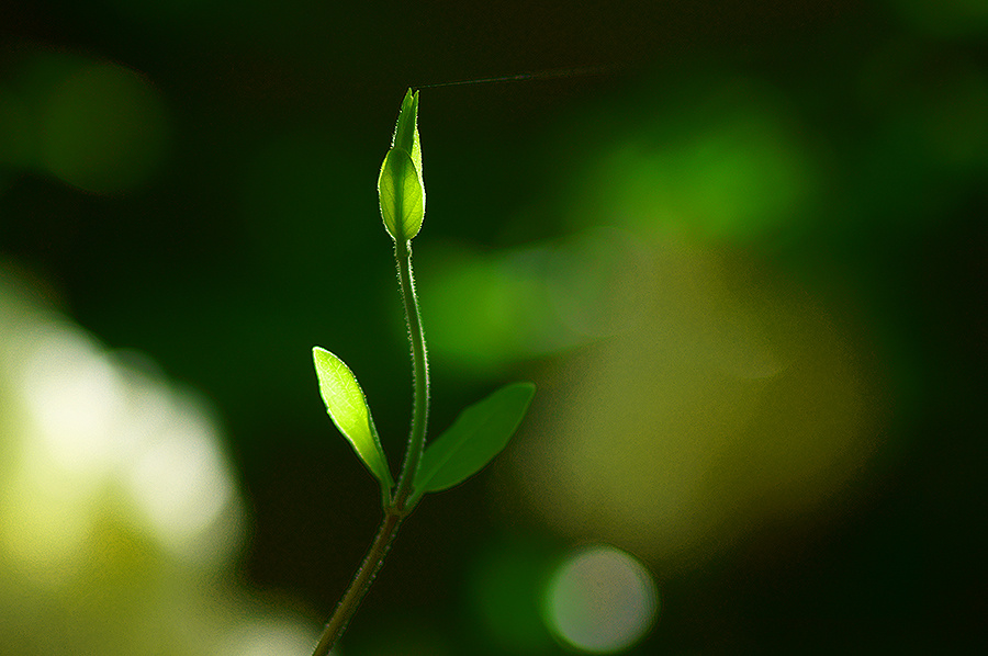 Красота природы.. Цветок