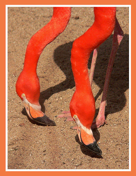 Dvuhgoloviy flamingo Flamingo safari bez vodki