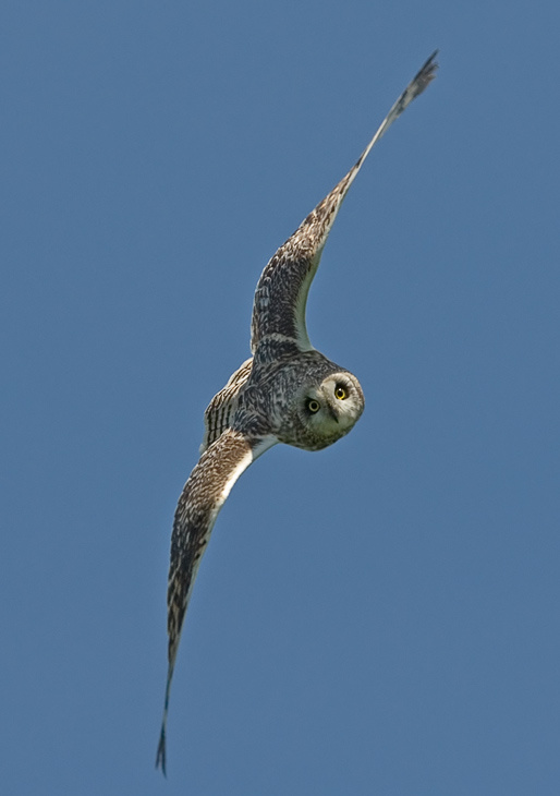 Атака Болотная сова, Short-eared Owl, Asio flammeus, атака