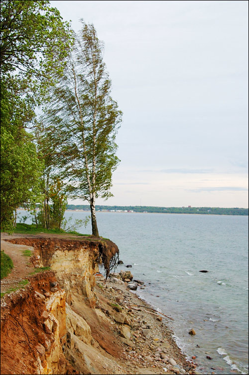 Последние месяцы берёзки обрыв, море, берёза, вечер, закат, грустно