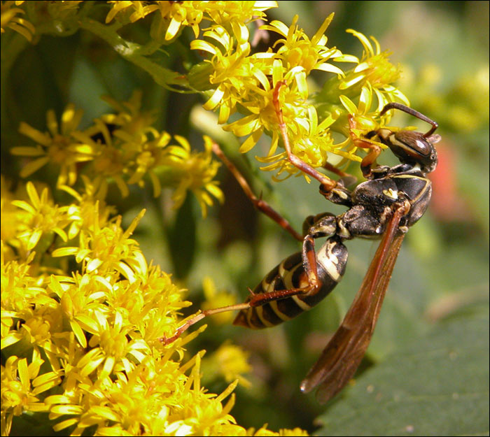 paper wasp 