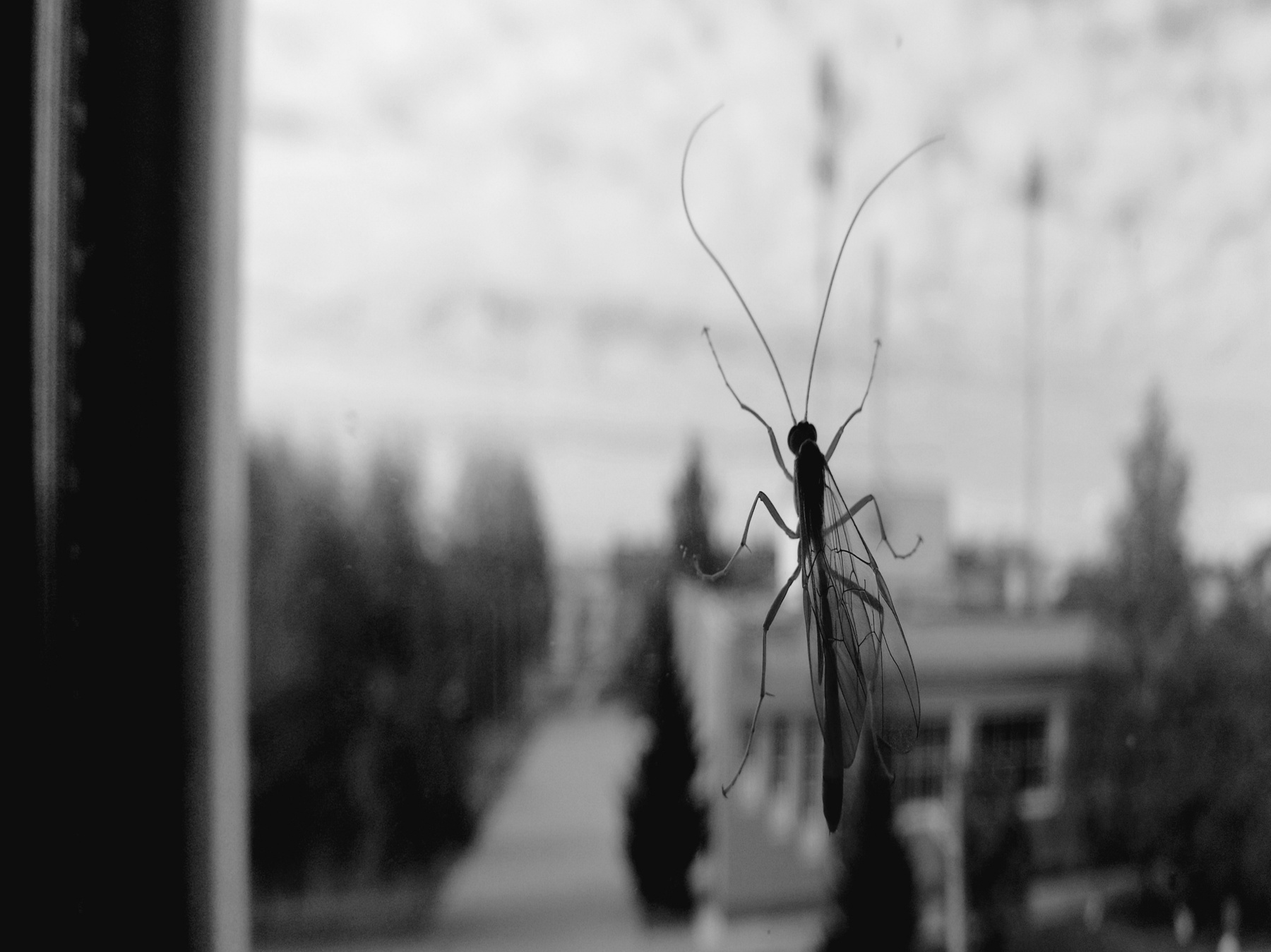 Офион офион насекомое насекомые животное животные окно 2023 чернобелая фотография чёрнобелая чернобелое фото чёрнобелое чб мобильная мобильное