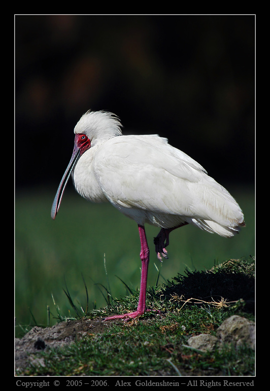 Узкоклювая (Африканская) колпица - Platalea alba. Африка, Кения, озеро-Найваша, Узкоклювая (Африканская) колпица