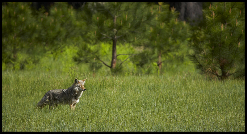Coyote (Canis latrans), Yosemite. Coyote Canis latrans Yosemite california usa vadim balakin