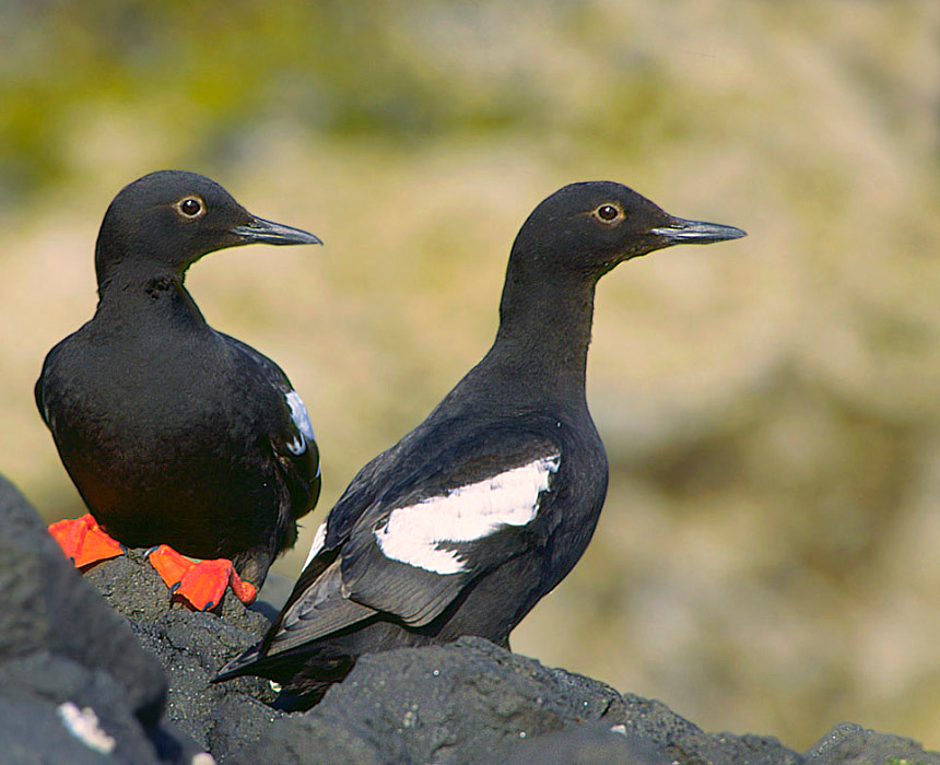 Чистики Тихоокеанский чистик, Cepphus columba, Pigeon Guillemot, Buldir Island, Alaska