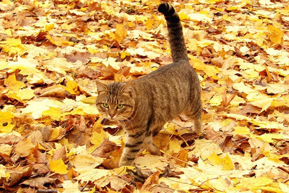 осенняя прогулка... кот осень
