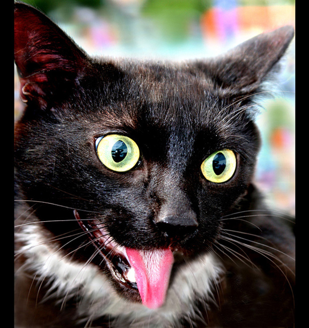 Бандит или Crazy Cat Бандит или Crazy Cat