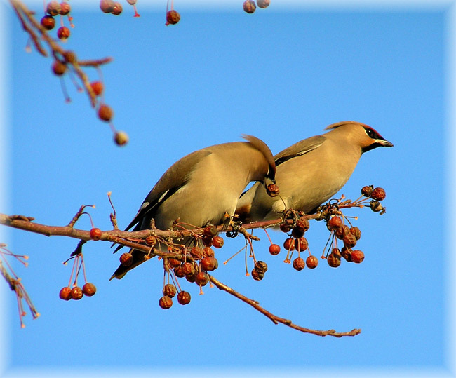 Пара свиристель waxwing