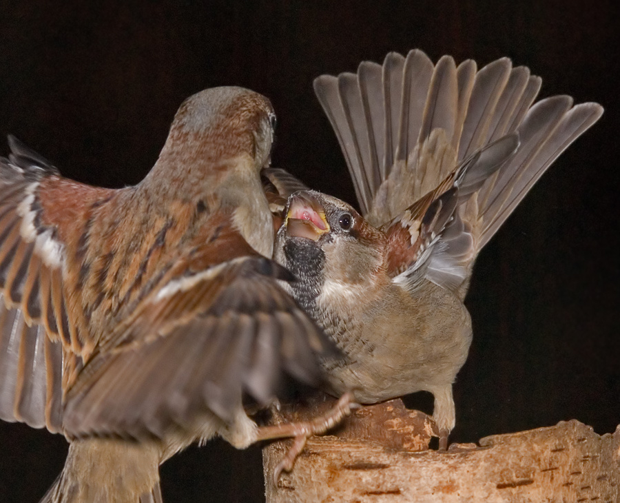 Жуть Домовый воробей, House Sparrow, Passer domesticus, жуть