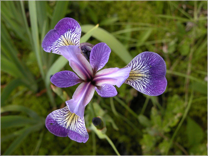Blue Flag blue flag flower