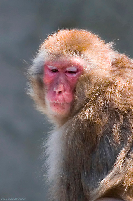Скромность Macaque