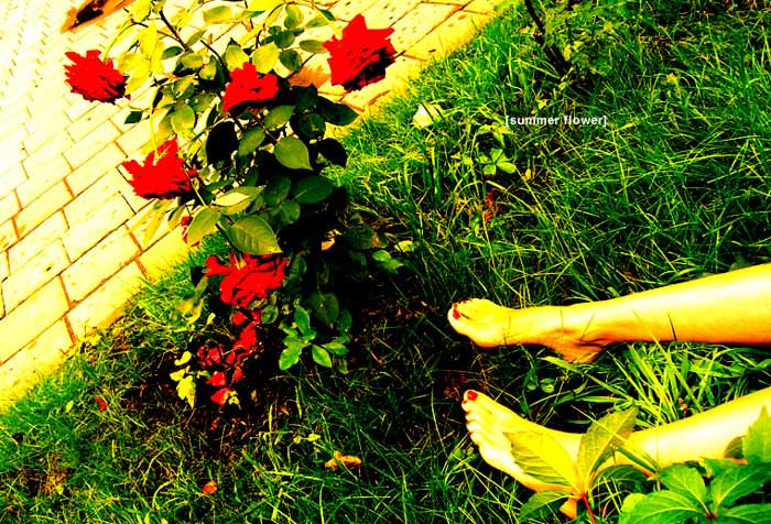 [summer flower] 