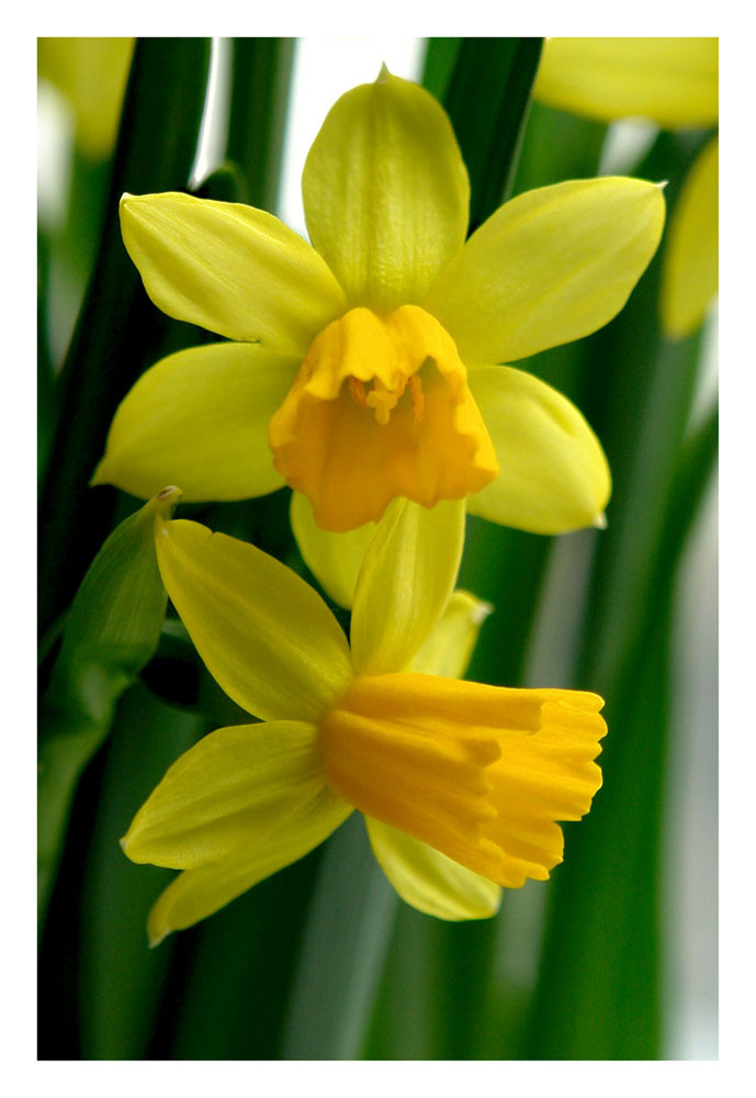 Asphodel Asphodel