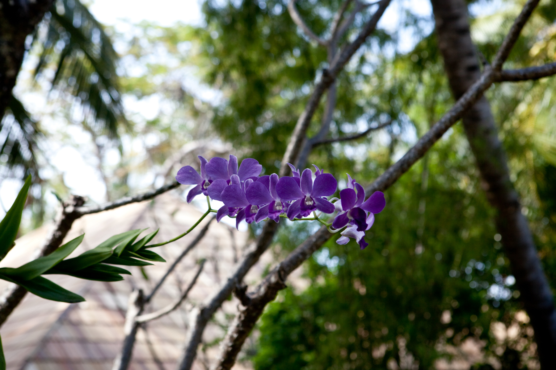 Orchids 
