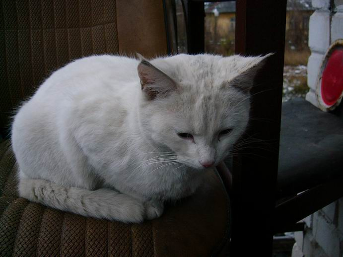 кис-кис коты