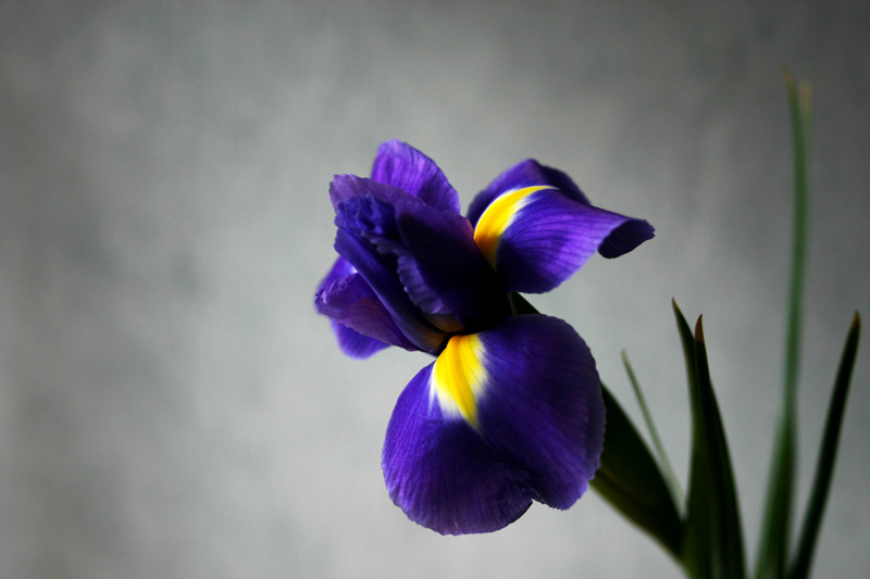 Iris iris, flower, blue,