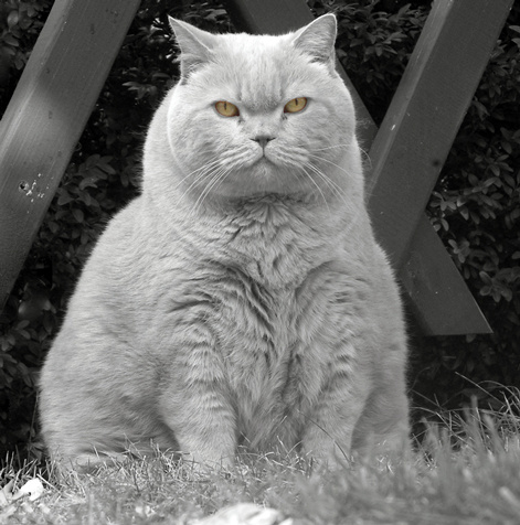 Котег Кот животное взгляд глаза