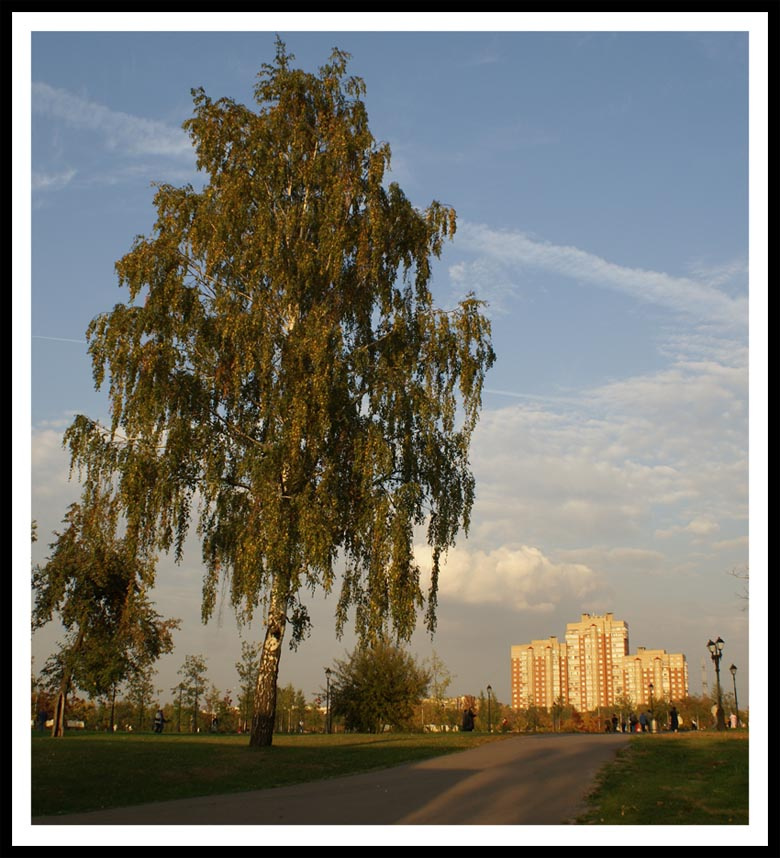 Природа и мегополиС береза парк Царицины